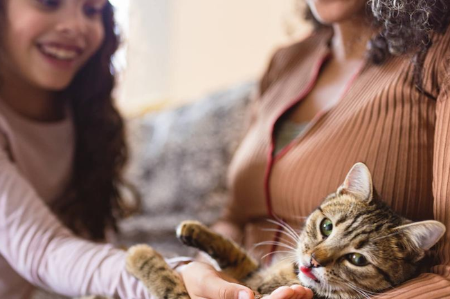 Mascotas gato Publimark