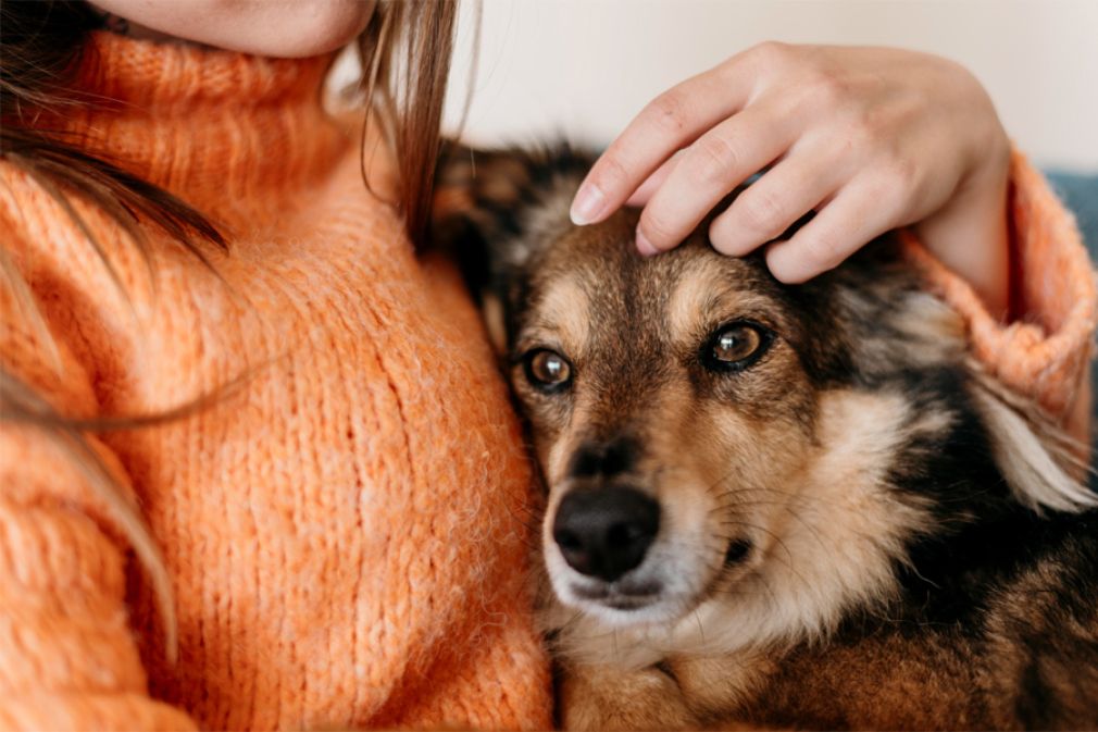 El lugar de las mascotas en el hogar y el corazón de los chilenos