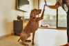 Poema sigue la tendencia de sofisticar la alimentaci&oacute;n de mascotas