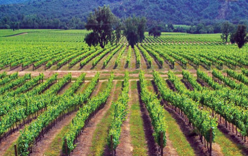 Exportaciones de vinos cierran arriba un a&ntilde;o de baja