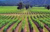 Exportaciones de vinos cierran arriba un a&ntilde;o de baja