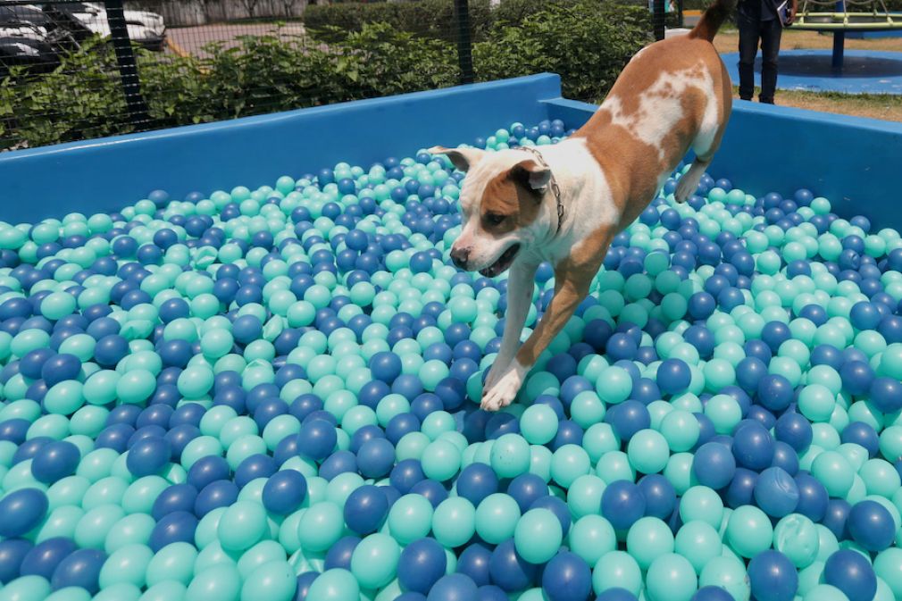 Evento con entretenciones para perros en diciembre de este año