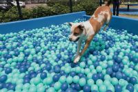 Evento con entretenciones para perros en diciembre de este año