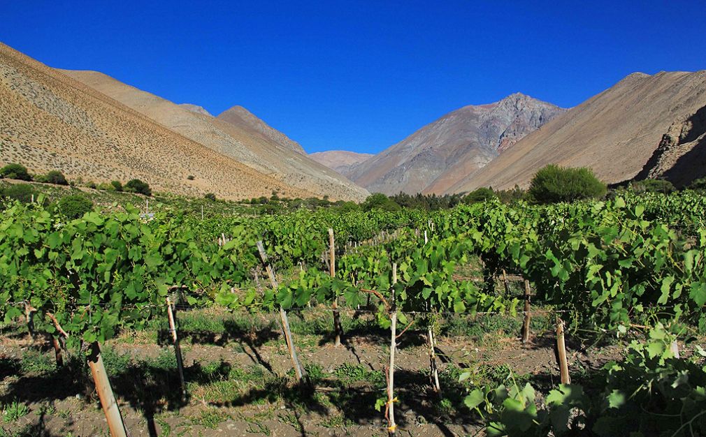 Celebran 87 a&ntilde;os de Denominaci&oacute;n de Origen Pisco