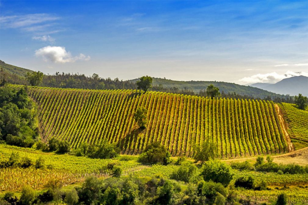 Desaf&iacute;os de marketing del vino chileno en el mundo