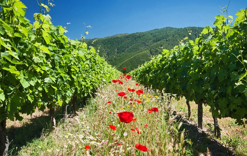 Fiesta virtual de la vendimia en Colchagua