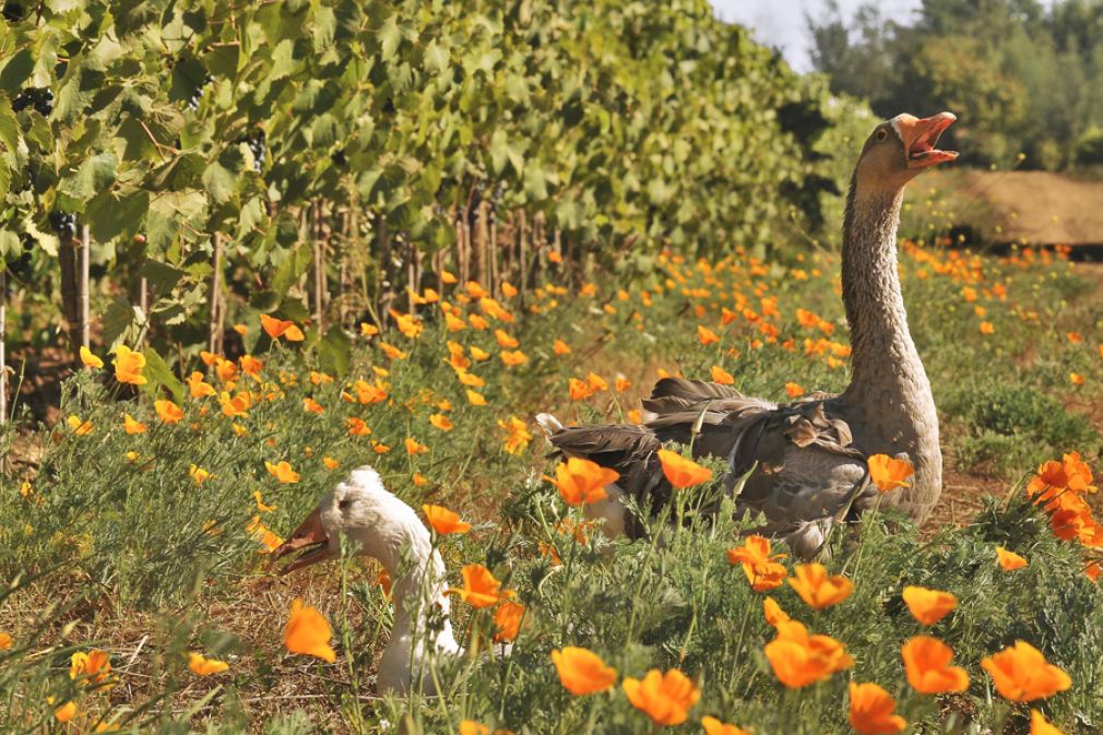 Vi&ntilde;a chilena certificada por practicar viticultura regenerativa