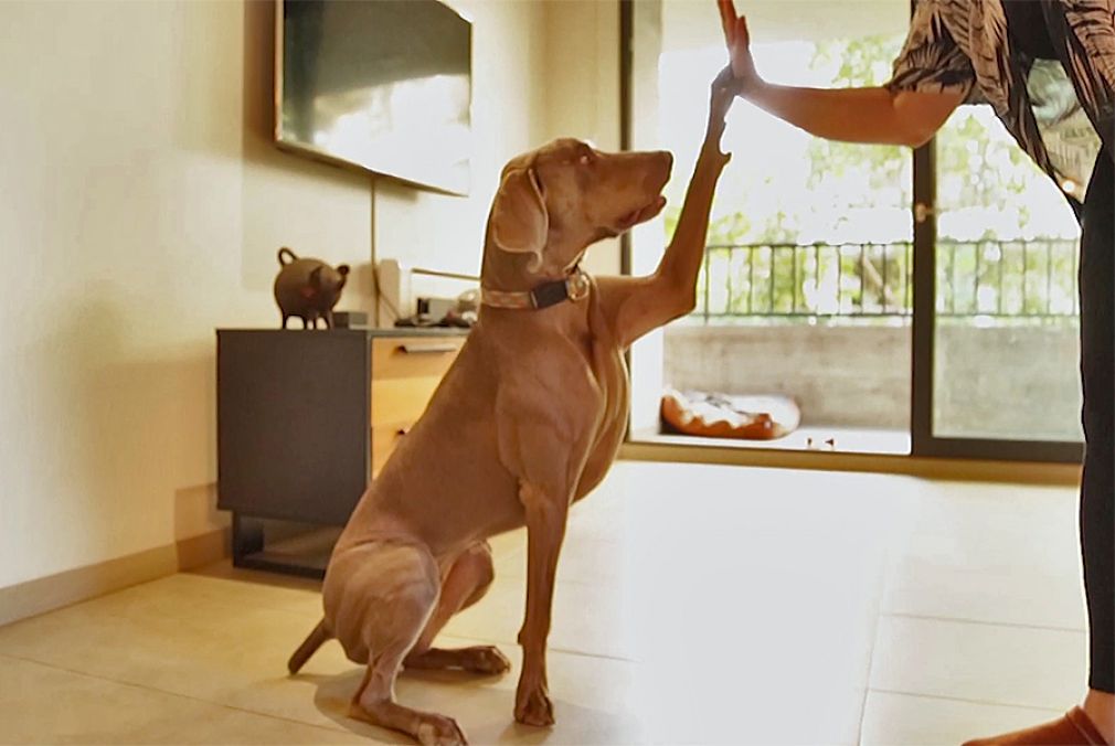 Poema sigue la tendencia de sofisticar la alimentación de mascotas