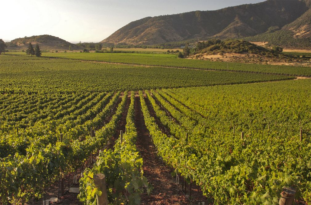 Concha y Toro orienta sus viñas al mercado premium