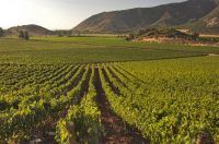 Concha y Toro orienta sus vi&ntilde;as al mercado premium