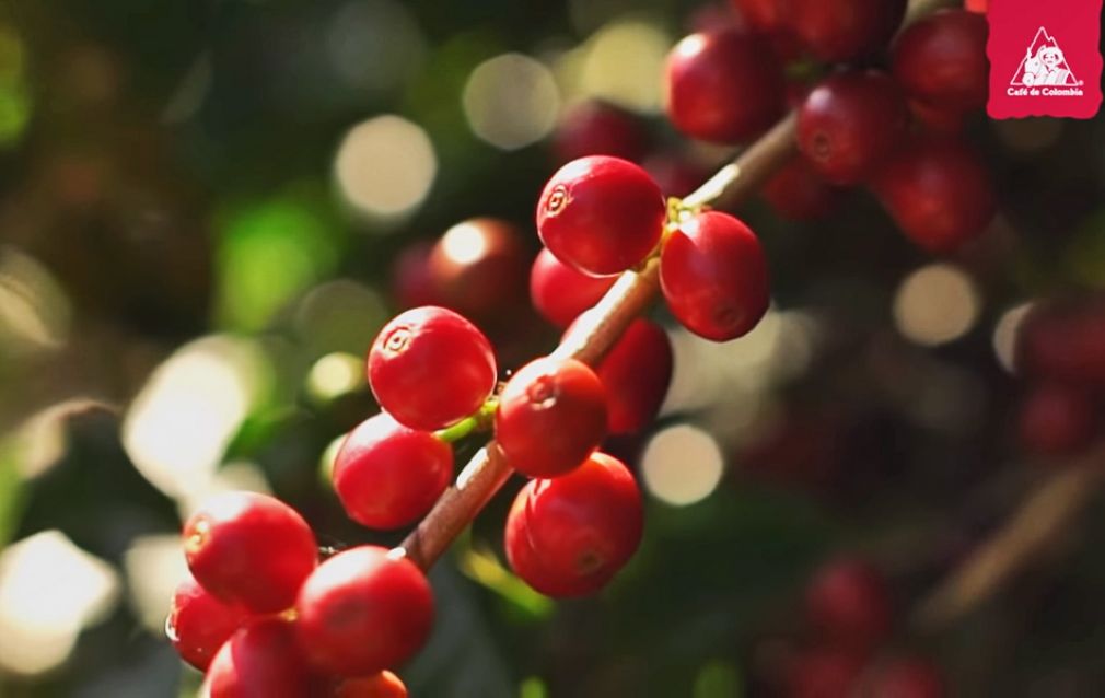 Invitación a degustar el café con los oídos