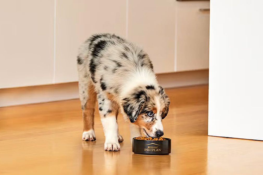Purina Pro Plan introdujo en Chile probi&oacute;tico veterinario FortiFlora