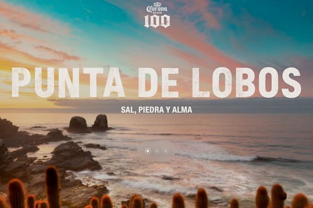 Acciones de conservación de Corona en Punta de Lobos