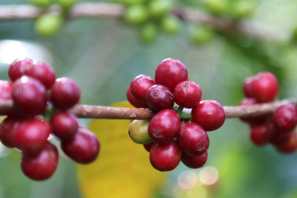 Nespresso recertificada como Empresa B