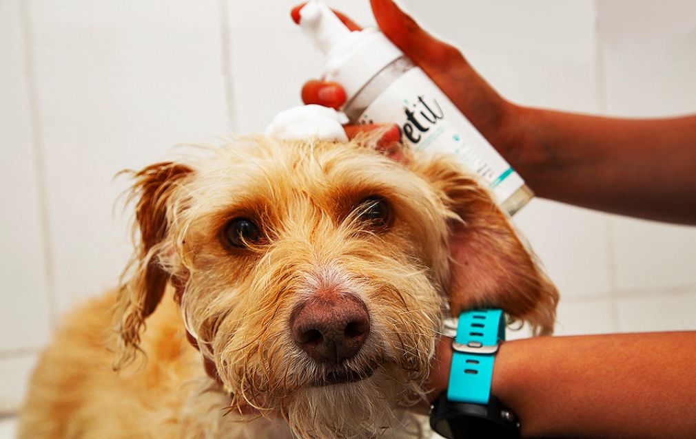 Pet-it desarrolla nicho de dermocosm&eacute;ticos para mascotas