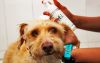 Pet-it desarrolla nicho de dermocosm&eacute;ticos para mascotas