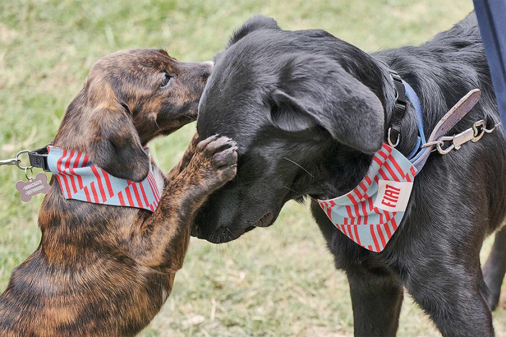 El patrocinio de Fiat a la adopci&oacute;n animal en Chile