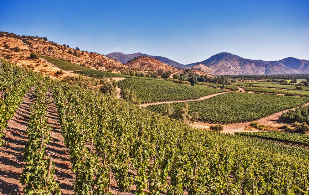El presente saludable que vive la Vi&ntilde;a El Principal