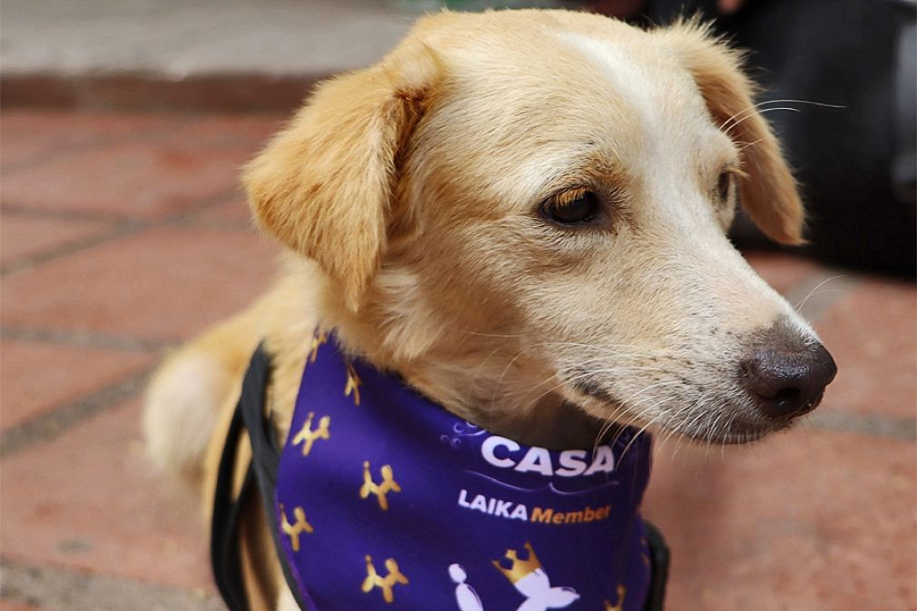 Programa de lealtad de plataforma de ecommerce Laika