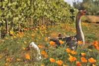 Vi&ntilde;a chilena certificada por practicar viticultura regenerativa