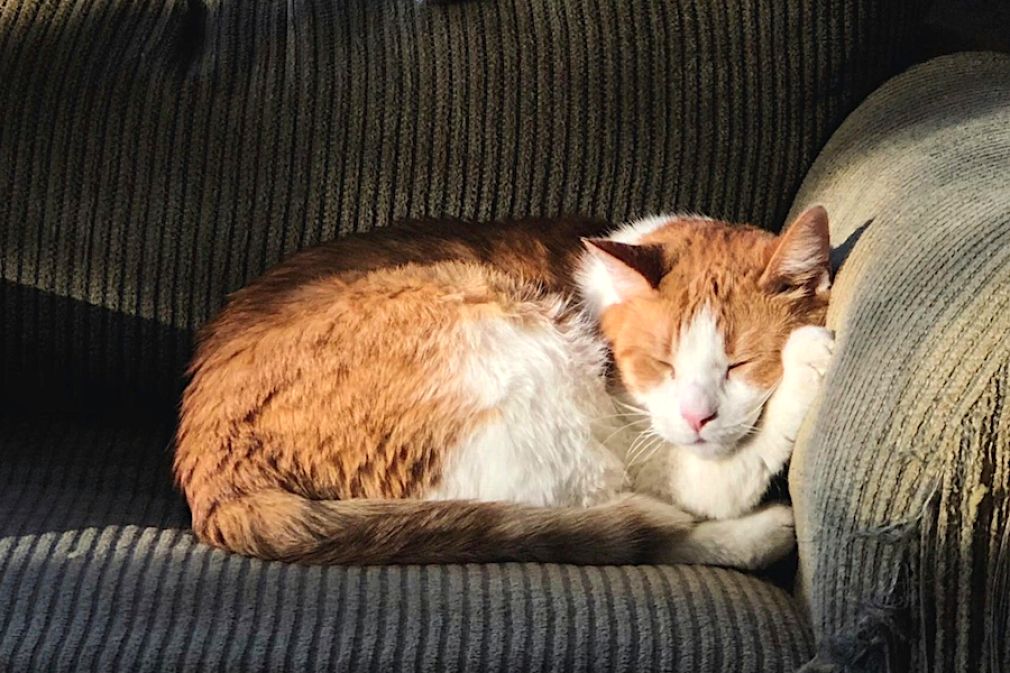 Datos acerca del mercado de los gatos en Chile